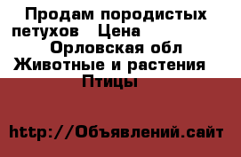 Продам породистых петухов › Цена ­ 1000-1500 - Орловская обл. Животные и растения » Птицы   